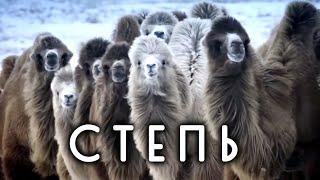 Почему в степи не растет лес? Животные и растения степи