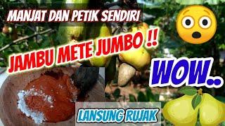 #jambumete #jambu monyet  #jumbo Metik jambu mete jumbo..dirujak langsung...segerrrrrrrr