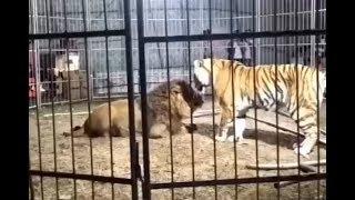 【tiger vs lion】A Tiger Fights with a Lion