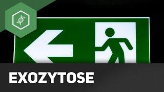 Exozytose