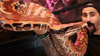 Blood Pythons /  Borneo Short-tailed Reptile Tutorial