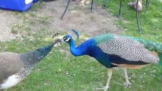 Peacock & Peahen grooming each other