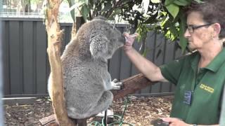 Koala hospital Port Macquarie