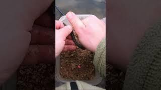 Shot Carp Fishing Method Feeder, Big Carp, Method mix. and Corn #shorts