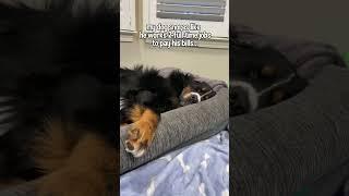 Bernese Mountain Dog Snoring EXTREMELY Loud