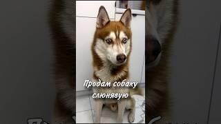 ПОДПИСЫВАЙСЯ, в блоге жизнь с ними!️ #хаски #собакаулыбака #собака #хаскивидео #собаки #питомцы