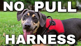 How does a no pull harness for dogs work - 4XPAW Review