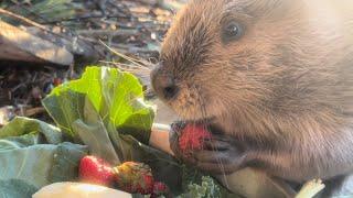 Celebrating the beaver moon - with treats