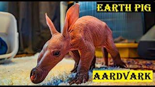 aardvark | Anteater  | earth pig of Africa | animal histrology