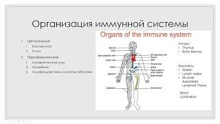 Иммунная система 1. Органы иммунной системы