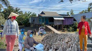 The whole village herded the ducks onto trucks and took them elsewhere to find new food for the duck