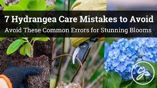 7 Hydrangea Care Mistakes To Avoid If You Want Stunning Blooms