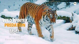 Wild Winter, Predation - हिन्दी डॉक्यूमेंट्री | Wildlife documentary in Hindi