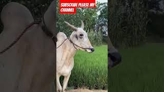 new nagori bail ox race nagori bail #trending #shortsvideo #viral #animal #bull #cow #cattle #oxbull