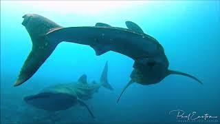 Maldives Liveaboard Trip - imagery_by_paul_easton