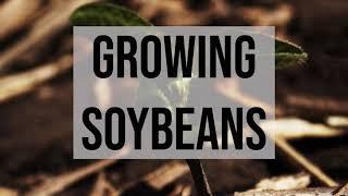 Growing Soybeans