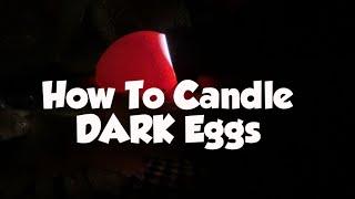 How To Candle DARK Eggs