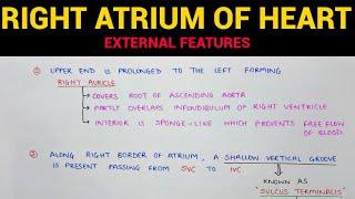 Right Atrium of Heart (1/2) | External Features | Anatomy | EOMS