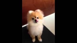 Pomeranian