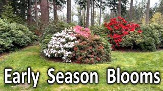 Take a Walk Through the Garden | Early Season Rhododendron Tour 2024
