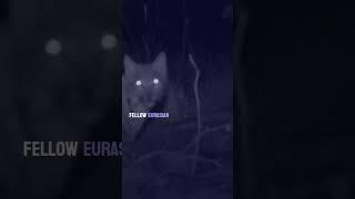 Hunting Habits of The Eurasian Lynx