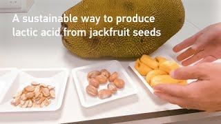 Processing jackfruit seeds could reduce the cost of producing other food products