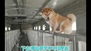 ShibaUniv 养出绝世好柴原来这么简单？窥探柴犬大学不溺爱的超简单饲养方式！