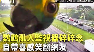 鸚鵡亂入監視器碎碎念 自帶喜感笑翻網友 - 搞笑可愛動物 - 國際新聞