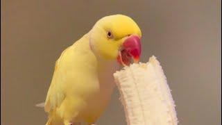 Happy Banana Bird