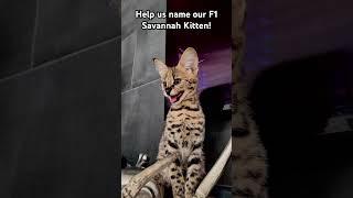 F1 Savannah Cat