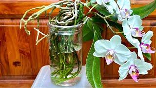 No need for soil, strangely orchids grow flowers and roots all year round