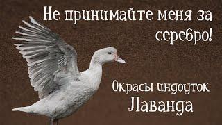 ЛАВАНДА. Окрасы индоуток: часть 10. Окрасы мускусных уток