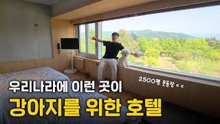 요즘 난리났다는 키녹!! 드디어 우리나라에도 이런 강아지 호텔이 생기네요