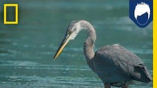 Herons Have a Secret Weapon for Catching Fish: the Deathblow | National Geographic