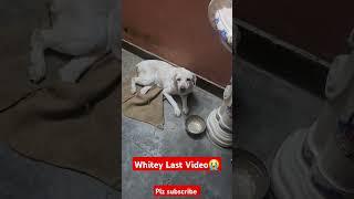 #youtubeshorts #dog #prakunjsharma #foryou