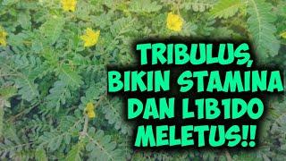 Tribulus, banyak yang belum tau rumput liar ini banyak manfaat