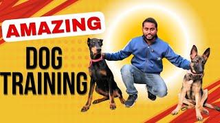 Dog Training Basics : How to train your Puppy Bark & Heel without leash