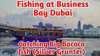 Fishing at Business bay Dubai | Fish hunting | Catching bacoco fish (Silver Grunter)