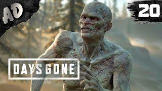 ОПЯТЬ ОРДА! Прохождение Days Gone Жизнь После на Русском #20