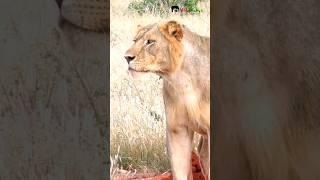 Maneless Lion of Tsavo | #shorts #lion #africanwildlife #animals #wildlife