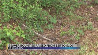 Horry County beaver bounty increases to $100