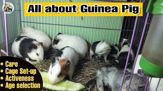 First Time Guinea Pig Owners || Guinea Pig Guide For Beginners