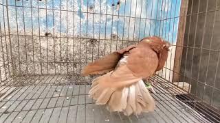 Best Golla Pigeon of Bangladesh ( Golla Kobutor)