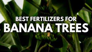 Best Fertilizer for Banana Trees - Bigger, Tastier and Healthier