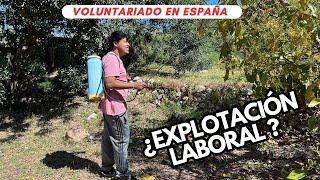 Trabajar en el campo de España a cambio de techo y comida | Voluntariado