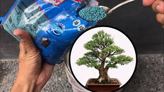 Bonsai fertilizer and how to use it