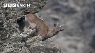 Top 10 BBC Earth Moments of 2024 | BBC Earth