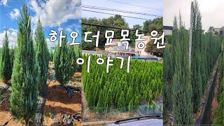 상담문의 : 010-3602-4106, [하오더묘목농원 묘목들 이야기] #블루엔젤 #에메랄드그린 #블루애로우 #스카이로켓 #문그로우 #골든브라반트 #데니카