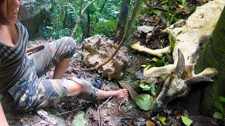 Full Video: Luckily Escaped the Big Stone/ A Large Wild Beast Fell from a High Cliff