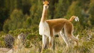 Cute Peruvian Vicunas